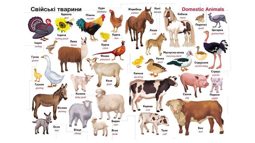 Перший словник малюка. 500 слів 10311029264 фото