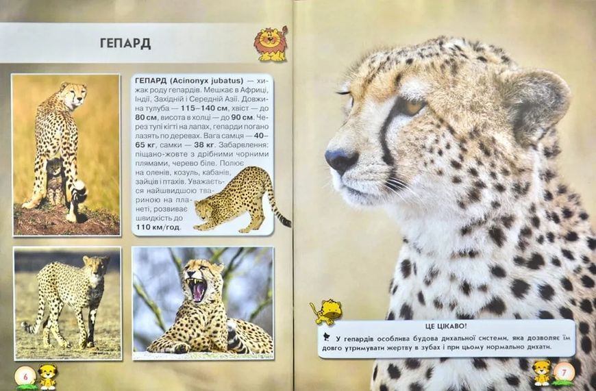 Світ навколо нас. Великі кішки 1031168191 фото