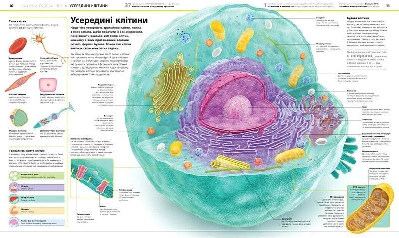 Енциклопедія знань. Тіло людини 10311033936 фото