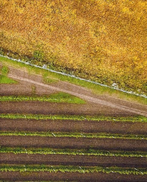 Нерозказана історія українського виноробства 10311023777 фото