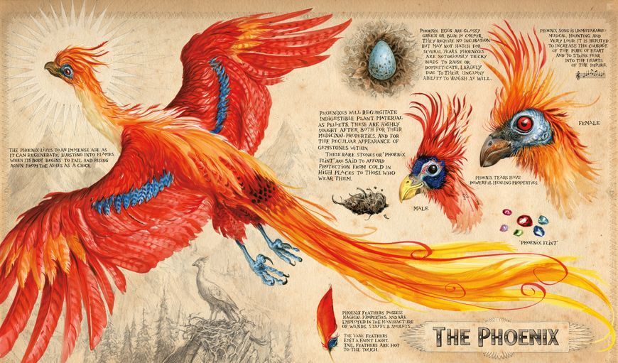 Harry Potter and the Chamber of Secrets Illustrated Edition 10311023551 фото