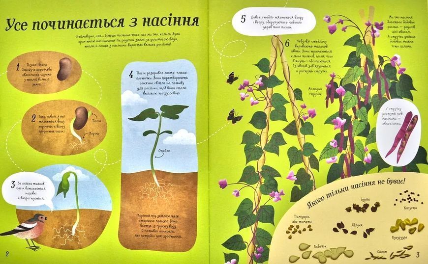 Усе починається з насіння... як росте їжа 1031163475 фото