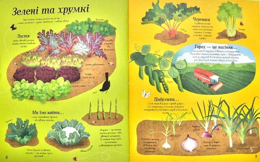 Усе починається з насіння... як росте їжа 1031163475 фото