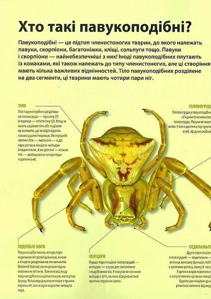 Велика книга комах 10311021272 фото