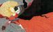 The Tales of Beedle the Bard Illustrated Edition 10311023558 фото 4