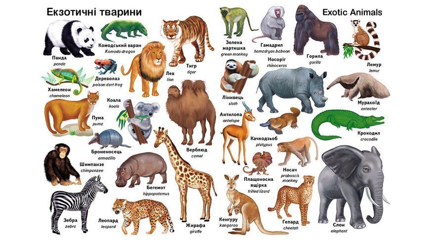 Перші слова. Тварини + англійська 10311026935 фото