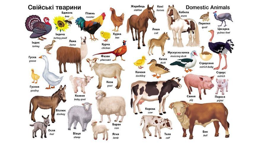 Перші слова. Тварини + англійська 10311026935 фото