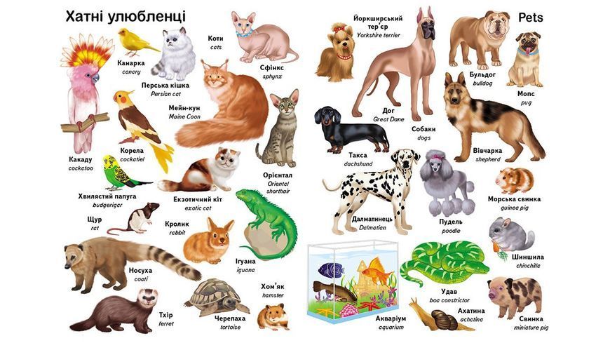 Перші слова. Тварини + англійська 10311026935 фото