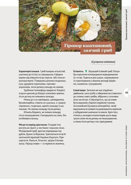 Як і де збирати гриби 10311034686 фото