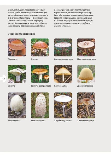 Як і де збирати гриби 10311034686 фото