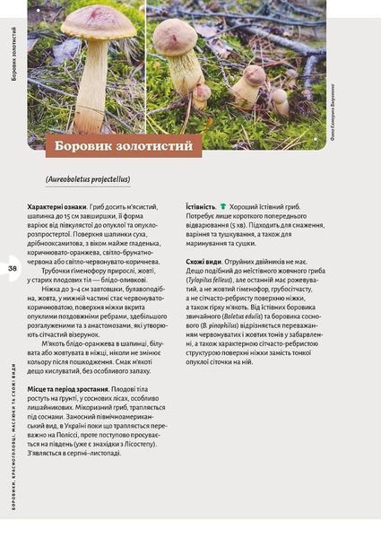 Як і де збирати гриби 10311034686 фото
