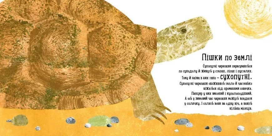 Куди поділася черепаха? 10311010769 фото