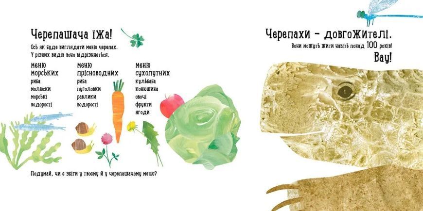 Куди поділася черепаха? 10311010769 фото