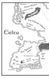 Throne of Glass: Throne of Glass 10311023585 фото 2