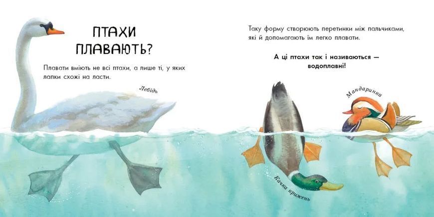 Птахи різні та дивовижні 10311010756 фото
